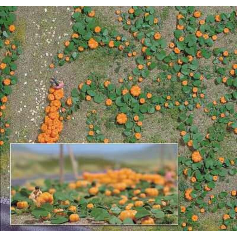 Field Pumpkin